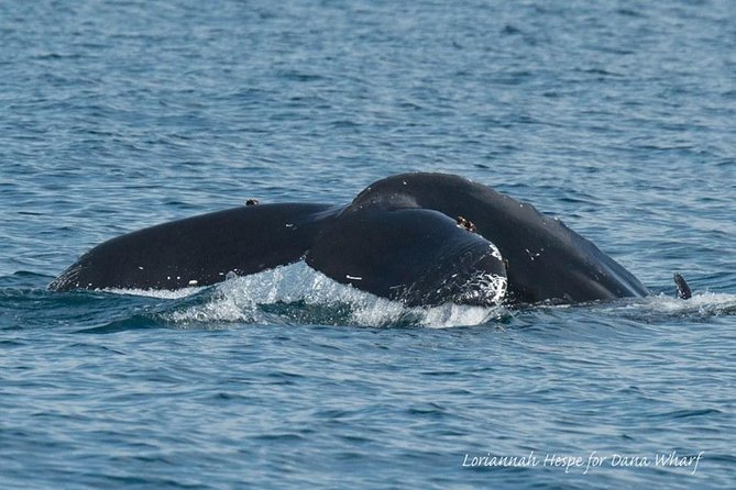 Whale Watching Excursion in Dana Point - Planning Your Whale Watching Adventure