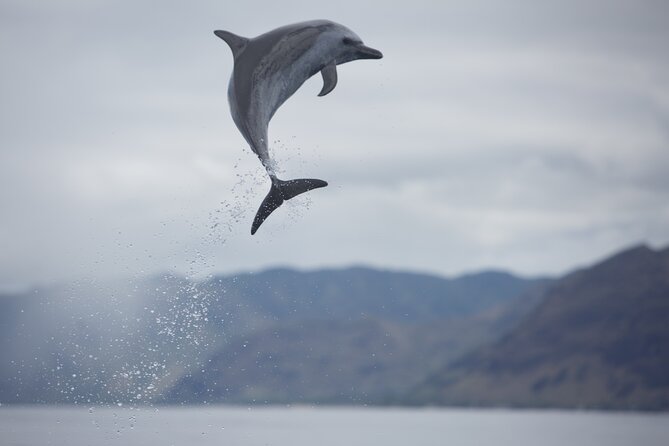 Wild Dolphin Watching and Snorkel Safari Off West Coast of Oahu - Engaging Marine Life Encounters