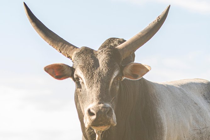 Wild Florida Drive-Thru Safari and Gator Park Admission - Planning Your Visit