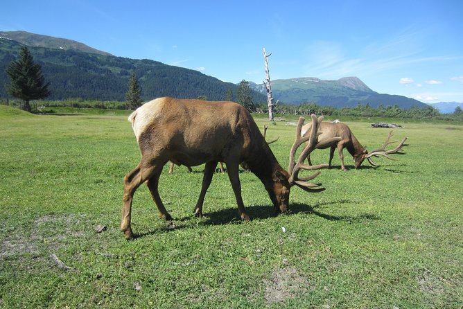Wildlife and Glaciers With a Walk in the Rainforest - Planning Your Anchorage Wildlife and Glacier Adventure