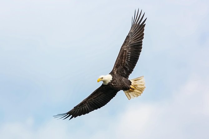 Wildlife Viewing and Whale Watching Quest - Positive Traveler Feedback and Experiences
