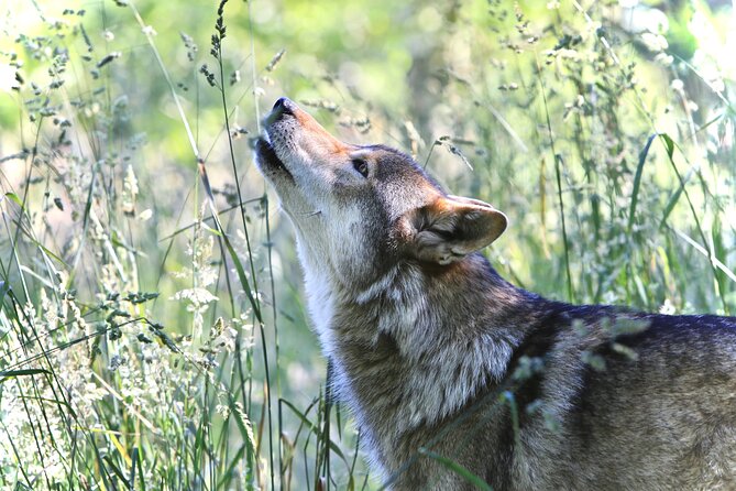 Wolf Experience - Traveler Reviews and Feedback