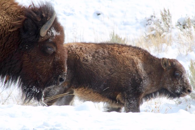 Yellowstone Lower Loop Full-Day Tour - Feedback and Reviews