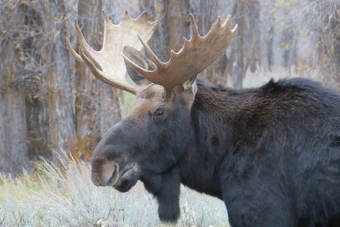 Yellowstone National Park - Full-Day Lower Loop Tour From Jackson - Wildlife Viewing