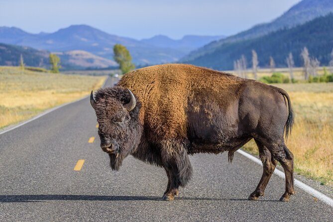 Yellowstone National Park Tour From Jackson Hole - Customer Feedback and Experiences