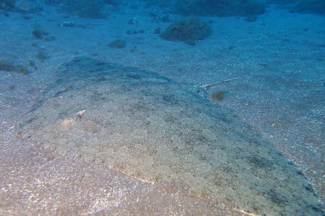 3-Hour Guided PADI Scuba Diving Experience in Tenerife - What to Expect During the 3-Hour Dive