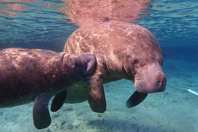 Deluxe Manatee Swim Tour - The Deluxe Manatee Swim Tour: An Unforgettable Adventure