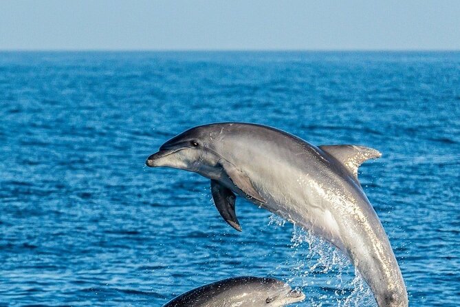 Dolphin Watching Excursion in Gibraltar - Additional Perks and Discounts