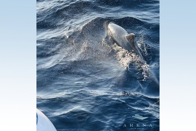 Fantastic DOLPHIN & SUNSET TOUR With Dinner (Pula - NP BRIJUNI) - Guest Feedback and Highlights