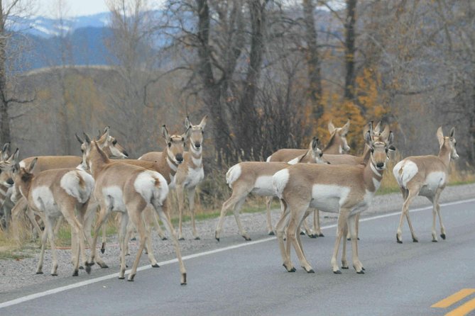 Grand Teton National Park - Full-Day Guided Tour From Jackson Hole - Cruising on Jenny Lake