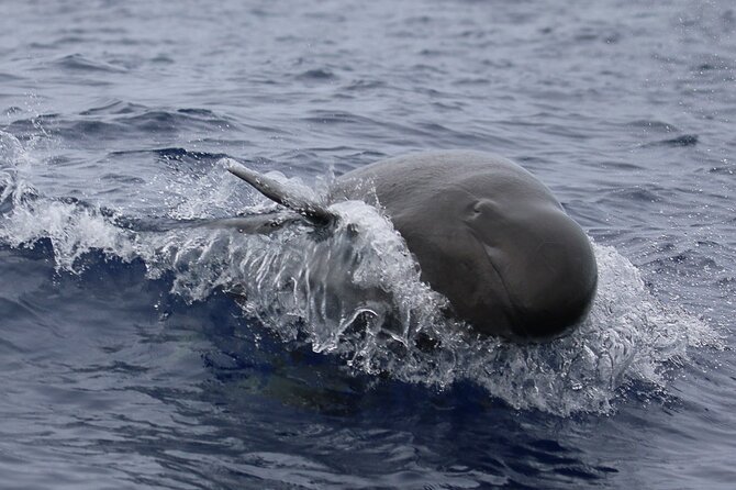 Guaranteed Dolphin and Whale Watch Tour in Kona - Unforgettable Marine Adventure