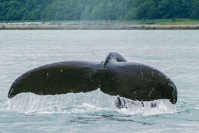 Juneau Whale Watching Adventure - Organization and Satisfaction Levels