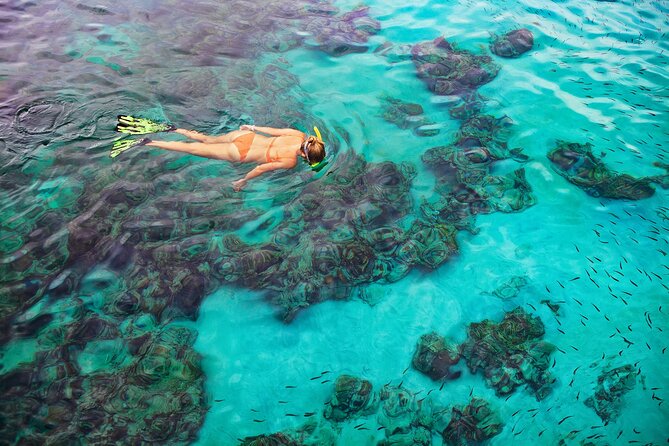 Kona Wild Dolphin, Sea Cave & Captain Cook Reef Snorkel Adventure - Traveler Feedback and Impressions