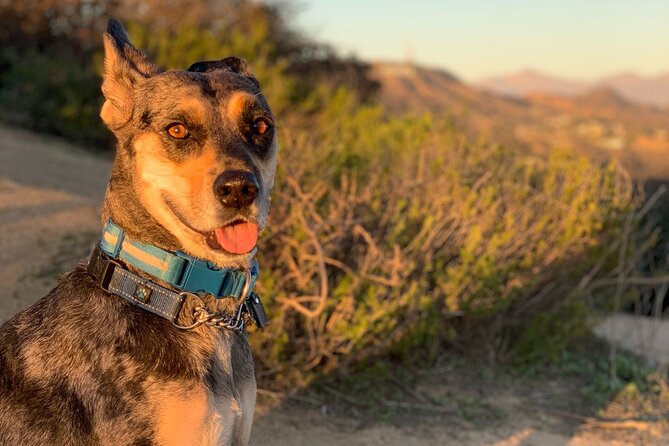 Los Angeles: Walking and Hiking Hollywood Sunset Tour - Additional Details and Recommendations