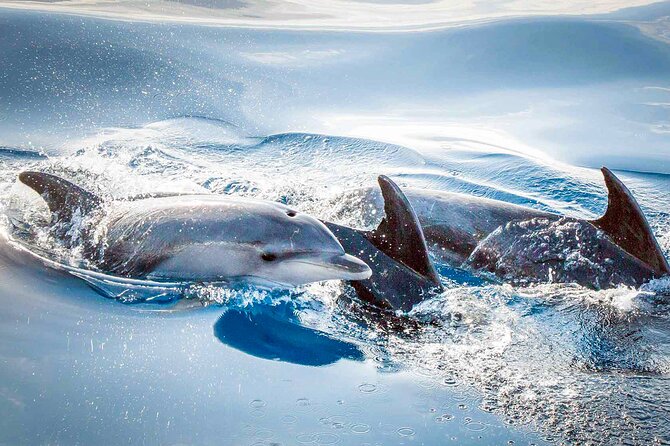 Magic Dolphin Sea Safaris - Enhancing the Customer Experience