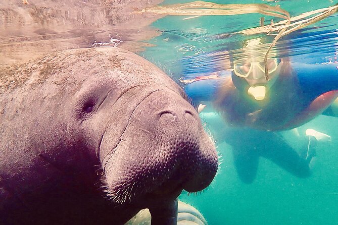 Manatee Snorkel Tour From American Pro Diving Center - Additional Tips and Considerations