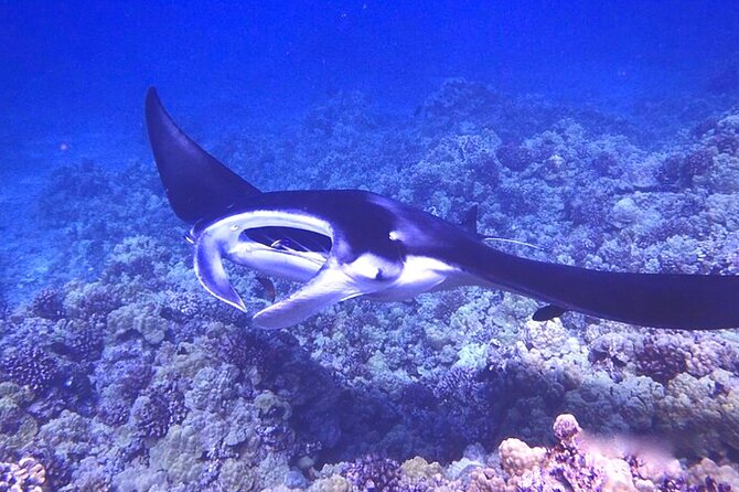 Manta Ray Night Snorkeling Adventure in Kailua-Kona - Reflecting on the Manta Ray Encounter