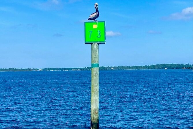 Orange Beach Dolphin Eco Boat Tour - Contact Information and Reservations