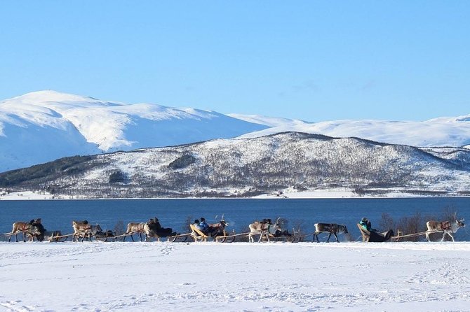 Sami Culture and Short Reindeer Sledding From Tromso - Guest Feedback and Ratings