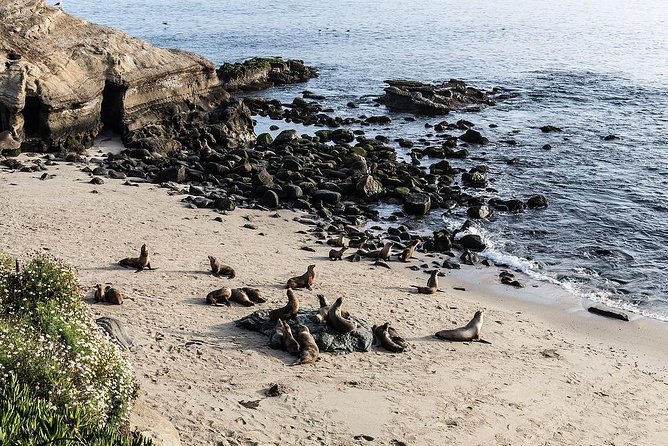 San Diego Scenic Tour - Highlights and Suggestions From Travelers