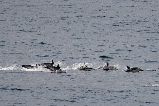 Seal Island Cruise Tour - Additional Tips for Your Visit