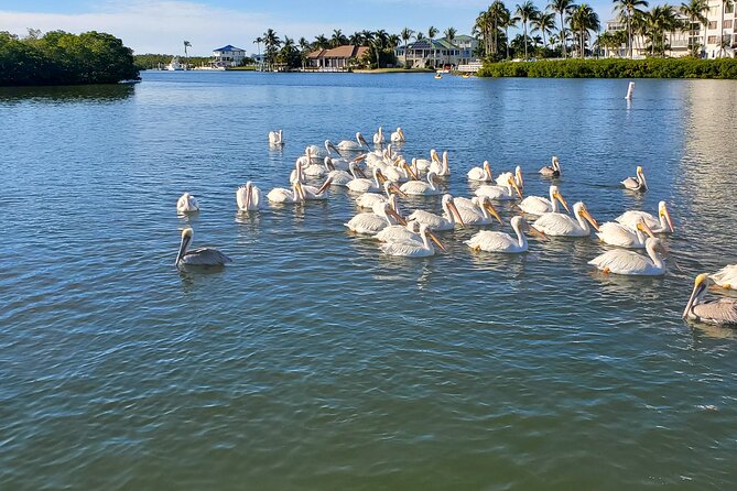 Sunset Dolphin Cruise With Sanibel Lighthouse Views - Recommendations and Considerations