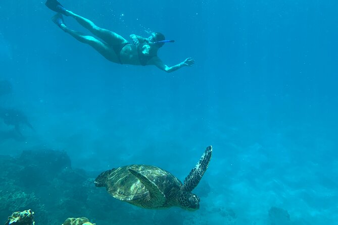 Turtle Town Snorkel With Photo and Video - Pricing, Booking, and Traveler Feedback