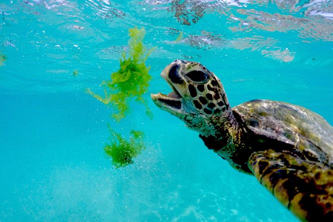 Waikiki Catamaran Adventure: Snorkel With Sea Turtles - Booking and Availability