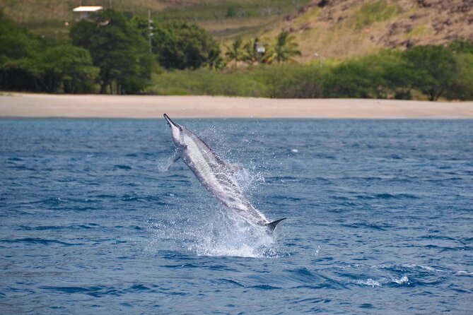 Wild Dolphin Watching and Snorkel Safari Off West Coast of Oahu - Practical Tips for Your Adventure