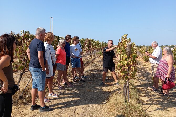 Albufeira or Vilamoura: Winery Wine and Tapas Boards - Key Points