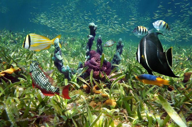 All Inclusive Kayak Eco-Tour: Mangrove and Sandbar Adventure - Key Points