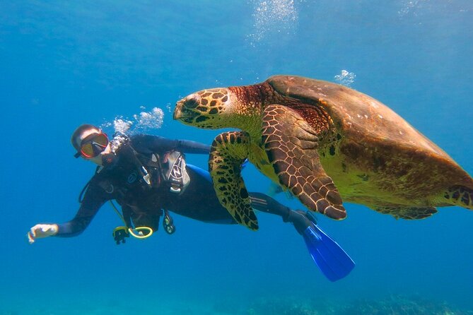 Beginner Scuba Dive in Lahaina: Swimming Ability Required - Key Points