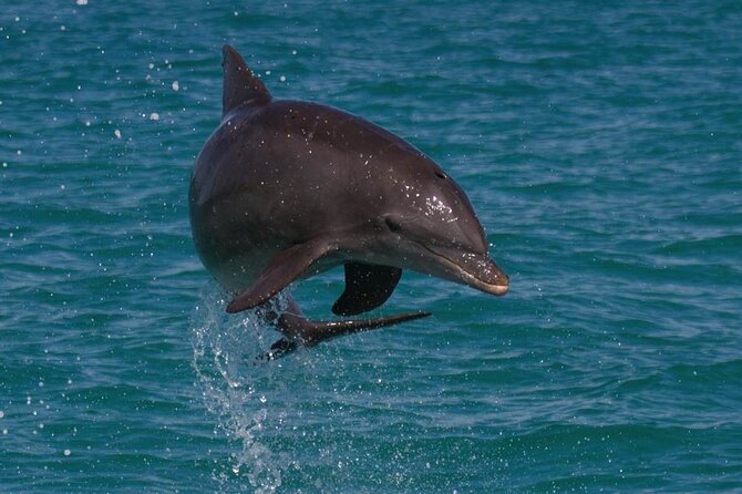 Biologist Owned & Operated: Dolphin Watching & Guided Snorkeling - Key Points