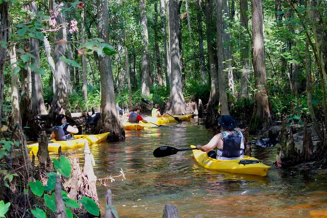 Cypress Forest: Guided Nature Kayak Eco-Tour - Key Points