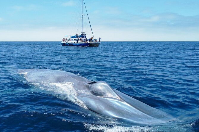 Dana Point Dolphin and Whale Watching Eco-Safari - Highlights of the Wildlife Viewing