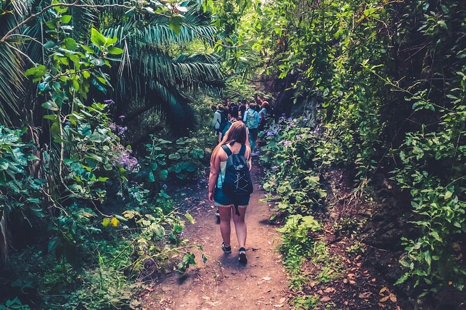 Full Day Rainforest Tour With Tasting and Swimming Time ツ - Key Points