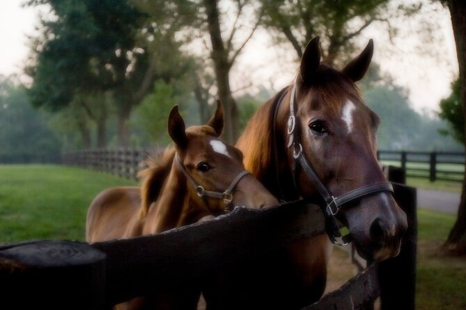 Half-Day Thoroughbred Horse Farm Tour in Kentucky - Whats Included