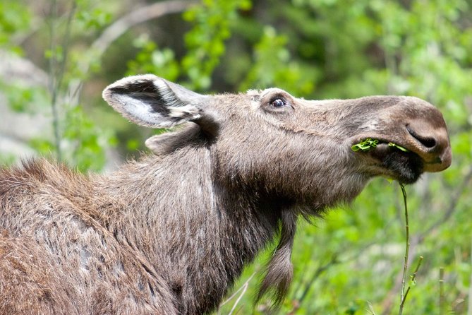 Half-Day Wildlife Safari Tour in Grand Teton National Park - Tour Overview