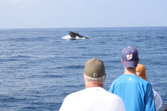 Imiloa Express Whale Watch Cocktail Tour - Key Points