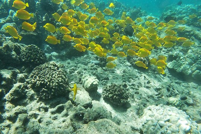 Konas Deluxe Snorkel - Snorkel Captain Cook and Place of Refuge - Key Points