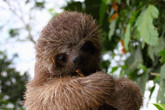 La Fortuna Birds, Butterfly Garden, Sloths Guided Tour 2hrs - Key Points