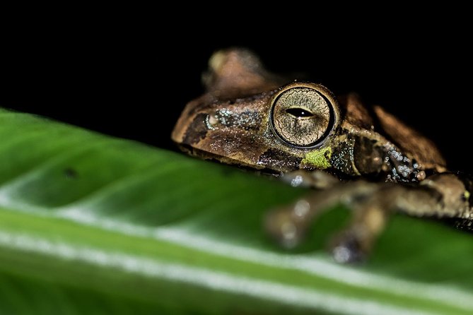 La Fortuna Frogs and Reptiles Wildlife Night Tour 2hrs - Tour Overview