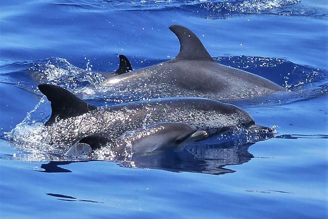 Los Gigantes Whale Watching Charter by Sail Boat - Key Points