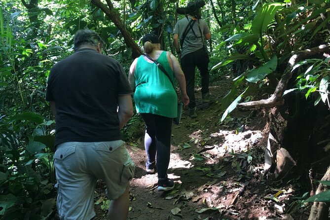 Magic of the Rainforest - Key Points