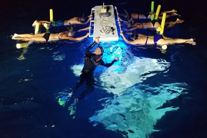 Manta Ray Night Snorkel - GUARANTEED Sightings - Kona, Hawaii - Key Points