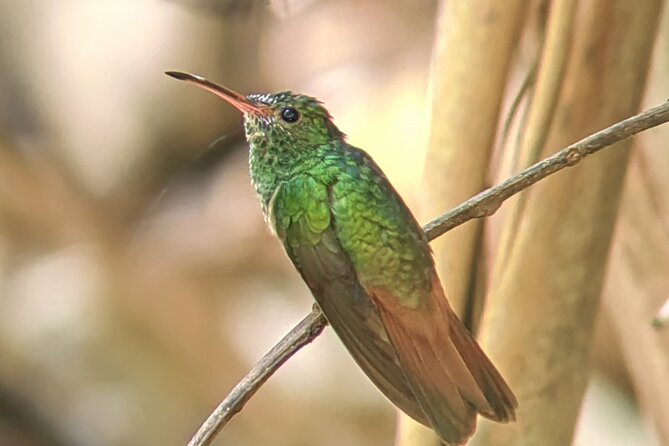 Manuel Antonio National Park: Guided Tour to See Animals - Key Points