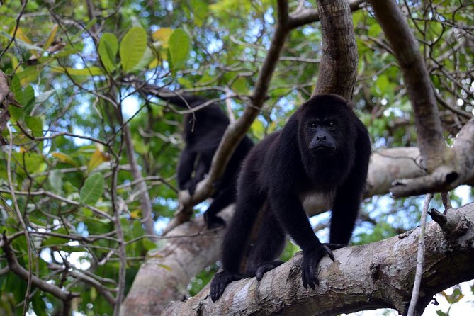 Monkey River & Manatee Watch - Key Points