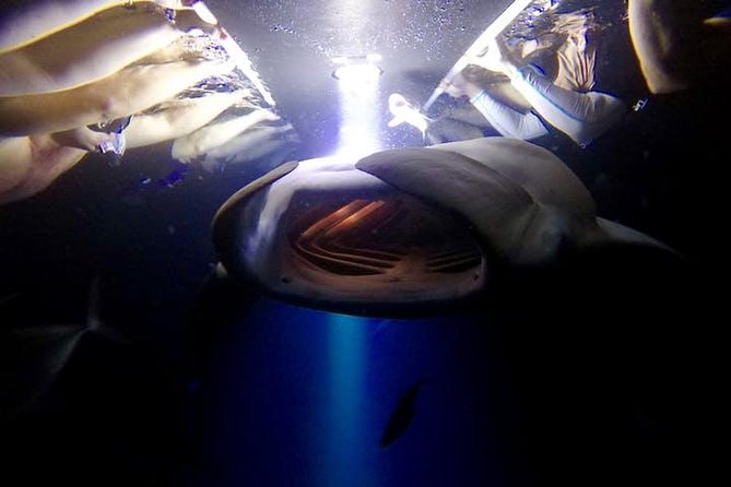 Night Manta Ray Experience - Experience Overview