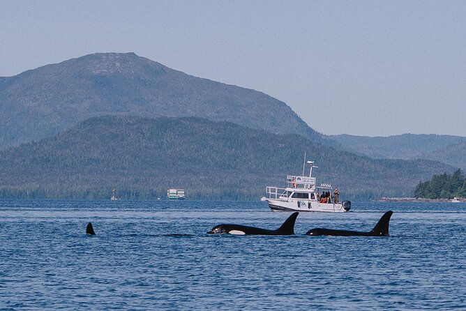 Orca Cove Sea Kayaking - Overview and Experience