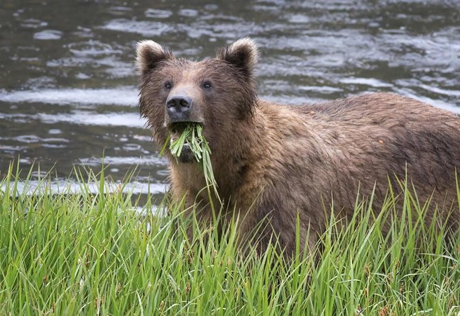 PREMIUM Sitka Scenic Tour - Key Points